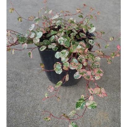 ワイヤープランツ スポットライト ３号 Wirespot Size3 緑の風yamashoku ヤフー店 通販 Yahoo ショッピング