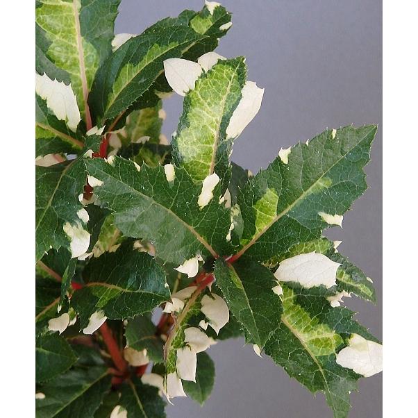 ヤブコウジ 斑入り葉 天の川 2 5号 Yabukouji Amanogawa 緑の風yamashoku ヤフー店 通販 Yahoo ショッピング