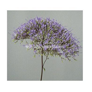 夕霧草 ユウギリソウ パープル ３号 Yuugirisou Purple 緑の風yamashoku ヤフー店 通販 Yahoo ショッピング