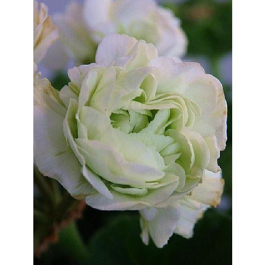 ゼラニウム 八重咲き グリーンブーケ ３号 Zeranium Greenbuuke 緑の風yamashoku ヤフー店 通販 Yahoo ショッピング