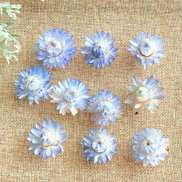 ドライフラワー ヘリクリサム ブルーグラデーション 10輪 ハーバリウム レジン 髪飾り 花材 アレンジ ムギワラギク 貝細工 Dhe 8 グリーンショップ花うらら 通販 Yahoo ショッピング