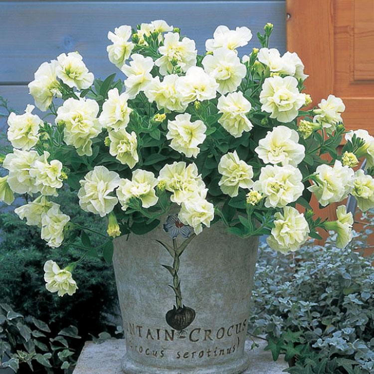 タキイの八重ペチュニア苗 ドレスアップ 良株 ライム 9cmポット苗 ペチュニア 苗 セット ガーデニング サフィニア 八重咲き 花うるる ハンギング 寄せ植え通販 通販 Yahoo ショッピング