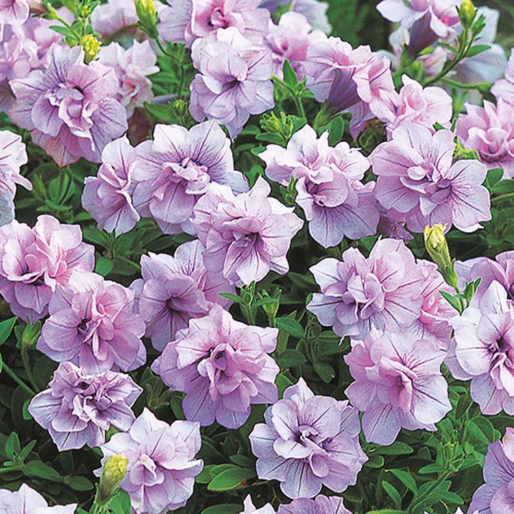 タキイ種苗ブランド 八重ペチュニア苗 ドレスアップ「ラベンダーピンク