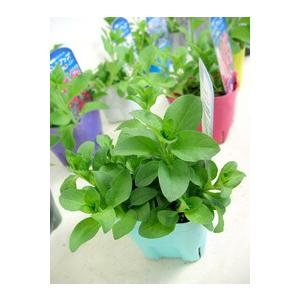 タキイ種苗ブランド 八重ペチュニア ドレスアップ「ラベンダーピンク