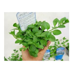 タキイ種苗ブランド 八重ペチュニア ドレスアップ「ラベンダーピンク