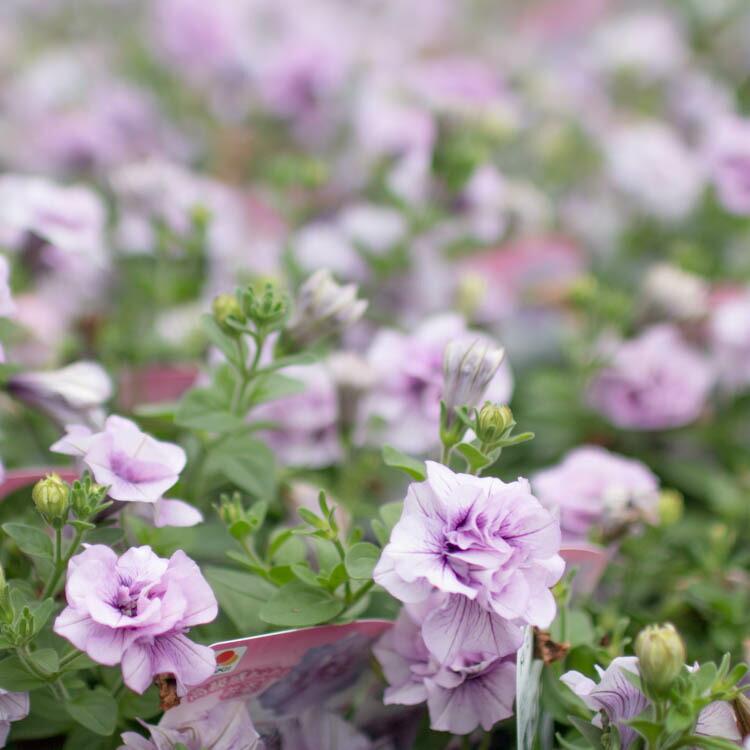 タキイ種苗ブランド 八重ペチュニア ドレスアップ「ラベンダーピンク