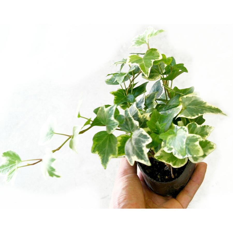 flower 『1株から販売』『良株』ロングアイビー 斑入り苗（2.5〜3号