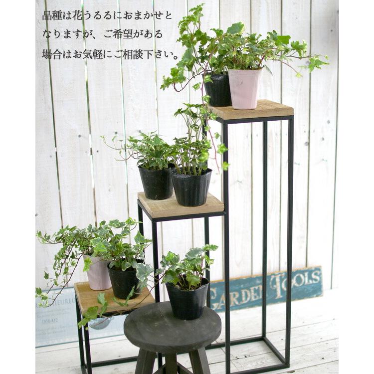 flower 1株から販売 良株 ロングアイビー斑入り苗（2.5〜3号ポット