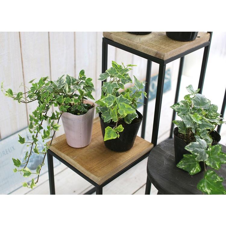 １株から販売 良株 ロングアイビー斑入り苗 2 5 ３号ポット 寄せ植え ベランダガーデン 夏花壇 寄せ植え Aibi Long 花うるる ハンギング 寄せ植え通販 通販 Yahoo ショッピング