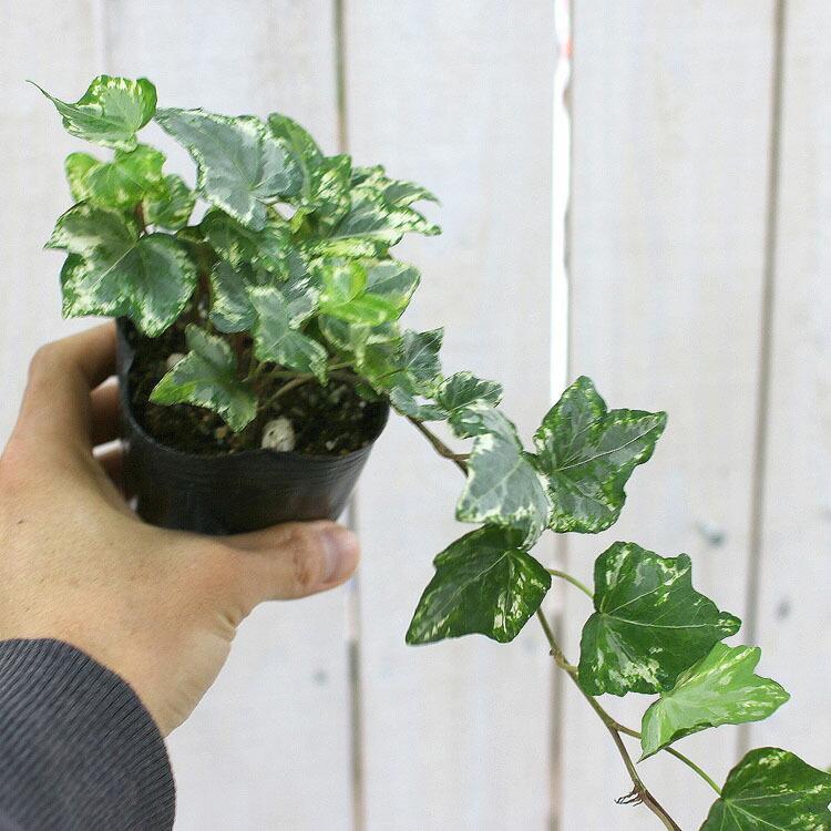 flower 1株から販売 良株 ロングアイビー斑入り苗（2.5〜3号ポット