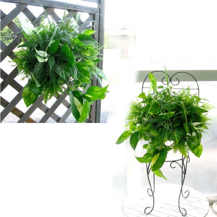 冬は室内鑑賞推奨 花うるるアレンジ 観葉植物のハンギング寄せ植え Foliage Plants ギフト ガーデニング セット ミニ観葉 誕生日 限定 新築祝い Arrange Spat12 花うるる ハンギング 寄せ植え通販 通販 Yahoo ショッピング