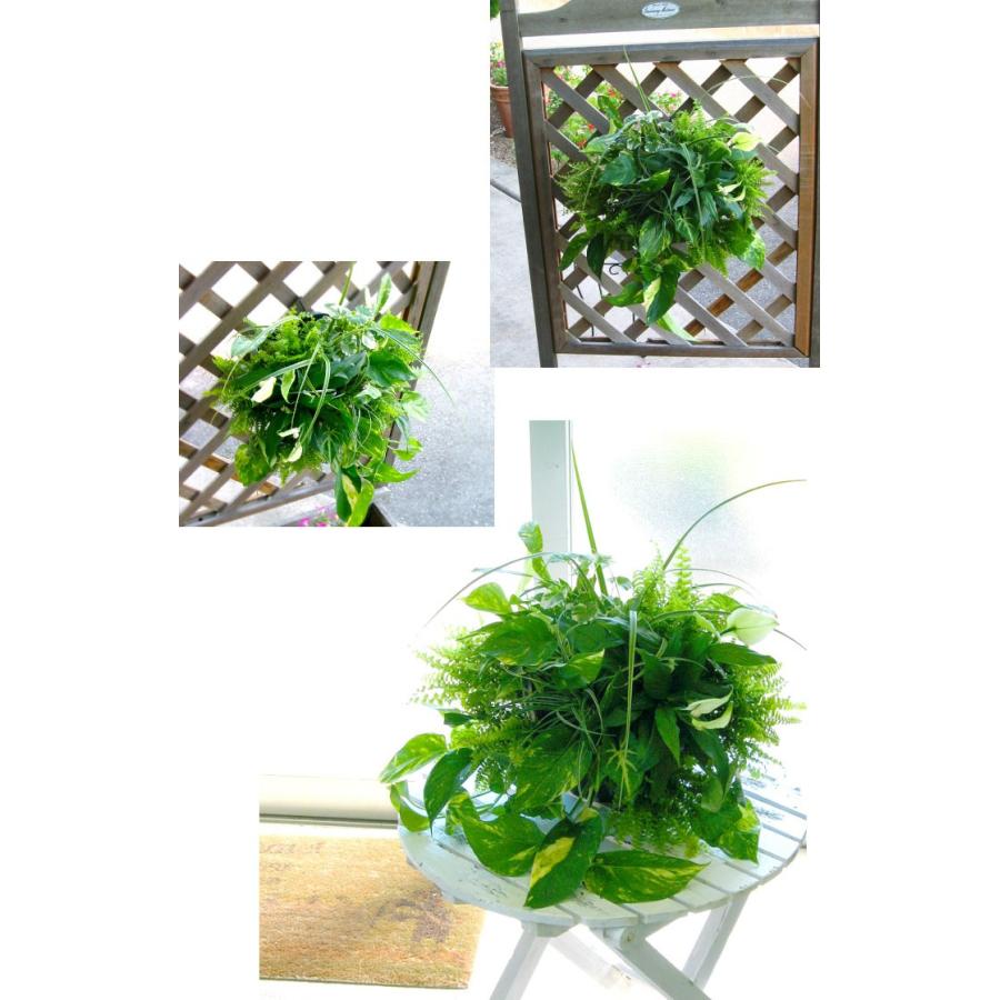 冬は室内鑑賞推奨 花うるるアレンジ 観葉植物のハンギング寄せ植え Foliage Plants ギフト ガーデニング セット ミニ観葉 誕生日 限定 新築祝い Arrange Spat12 花うるる ハンギング 寄せ植え通販 通販 Yahoo ショッピング