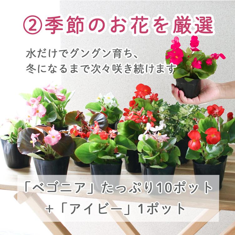 3個セット 送料無料』ベゴニアのハンギング 寄せ植え [3色セット 福袋