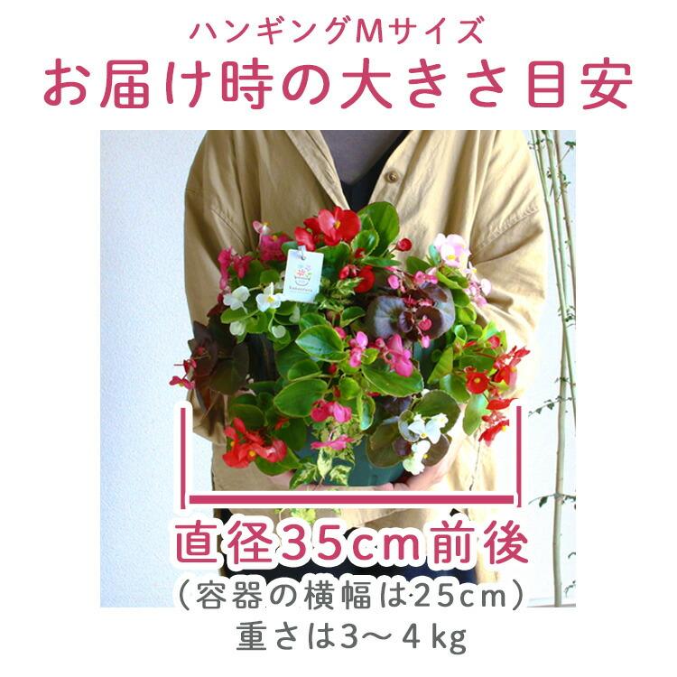 3個セット 送料無料』ベゴニアのハンギング 寄せ植え [3色セット 福袋