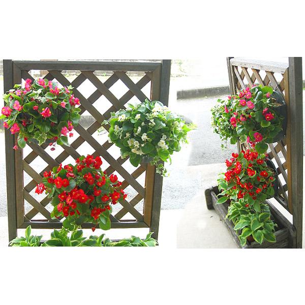 3個セット 送料無料』ベゴニアのハンギング 寄せ植え [3色セット 福袋