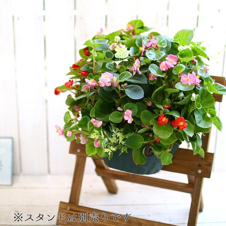 ベゴニアのハンギングバスケット寄せ植え カラフルmix シンプル 開花 春から晩秋まで 玄関 寄せ植え セット ギフト 花 寄植え 鉢植え 壁掛け 春 夏 通販 Bego Mix 花うるる ハンギング 寄せ植え通販 通販 Yahoo ショッピング