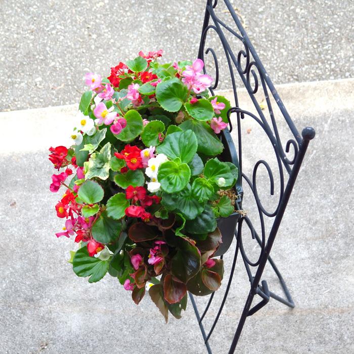 ベゴニアのハンギングバスケット寄せ植え カラフルmix シンプル 開花 春から晩秋まで 玄関 寄せ植え セット ギフト 花 寄植え 鉢植え 壁掛け 春 夏 通販 Bego Mix 花うるる ハンギング 寄せ植え通販 通販 Yahoo ショッピング