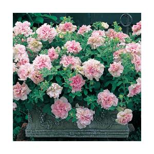 巨大輪 人気の八重ペチュニア ドレスアップネオ ブラッシュ 10 5cmポット苗 タキイ種苗育成 ペチュニア 苗 セットサフィニア 八重咲き Doresup Neo Blash 花うるる ハンギング 寄せ植え通販 通販 Yahoo ショッピング