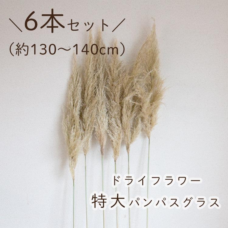 特大 パンパスグラス 約130〜140cm『6本セット』ドライフラワー