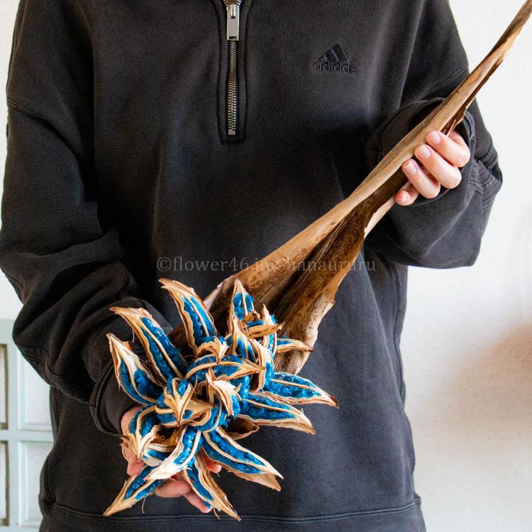 超希少種 [タビビトノキ 大株 50-60cm]ドライ 種付き コバルトブルー種 観葉植物 レア珍しい インテリア おしゃれ 玄関 リビング 誕生日 ギフト プレゼントの画像