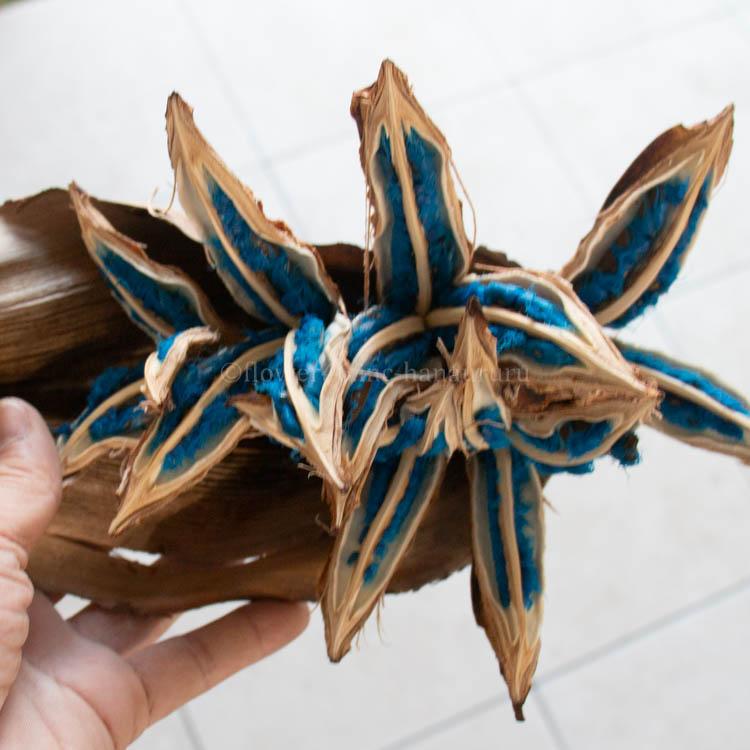 超希少種 [タビビトノキ 大株 50-60cm]ドライ 種付き コバルトブルー種 観葉植物 レア珍しい インテリア おしゃれ 玄関 リビング 誕生日 ギフト プレゼントの画像