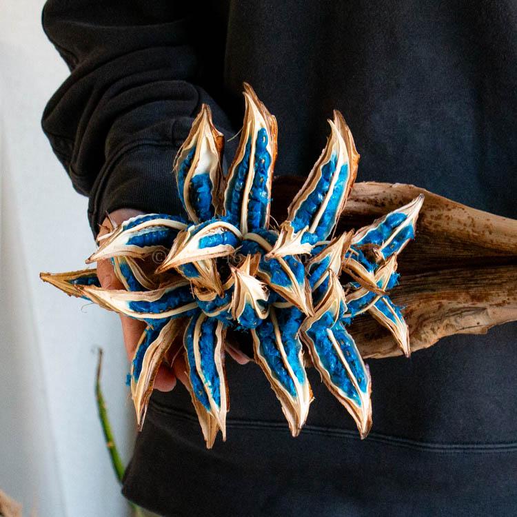 超希少種 [タビビトノキ 大株 50-60cm]ドライ 種付き コバルトブルー種 観葉植物 レア珍しい インテリア おしゃれ 玄関 リビング 誕生日 ギフト プレゼントの画像