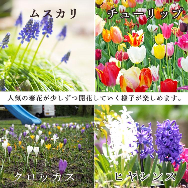 水耕栽培キット 芽出し球根おまかせmix ガラス付き「ドロップ 水耕栽培キット 芽出し球根おまかせmix ガラス付き「ドロップ