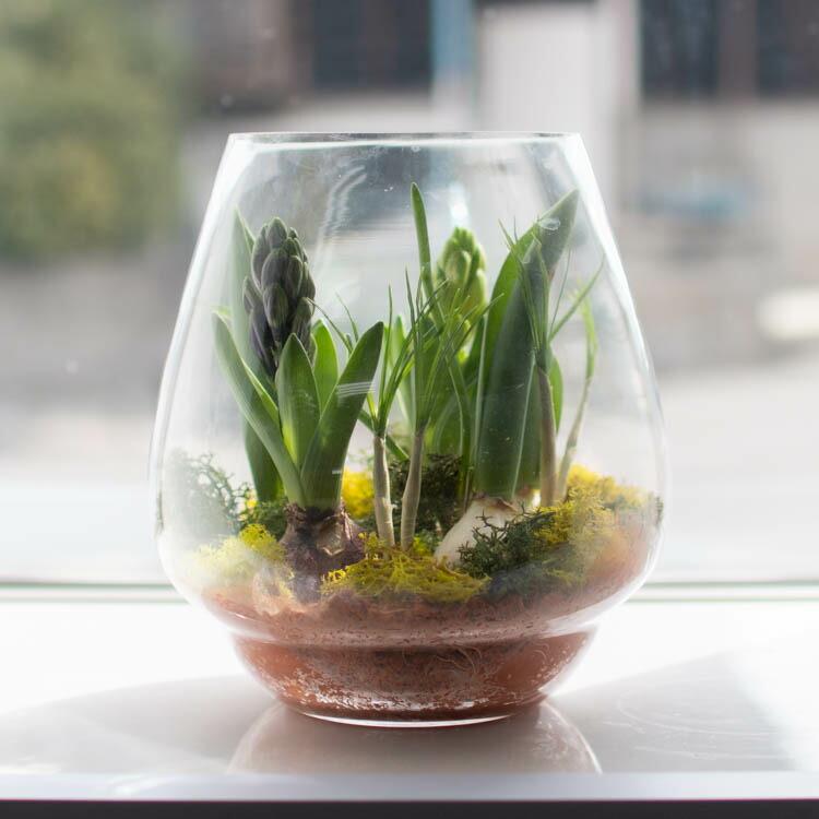 水耕栽培キット 芽出し球根おまかせmix ガラス付き「ドロップ 水耕栽培キット 芽出し球根おまかせmix ガラス付き「ドロップ