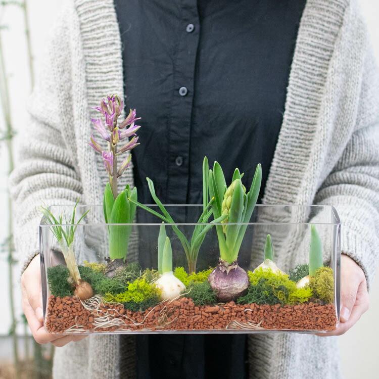 水耕栽培キット 芽出し球根おまかせmix ガラス「レクタングル 水耕栽培キット 芽出し球根おまかせmix ガラス「レクタングル
