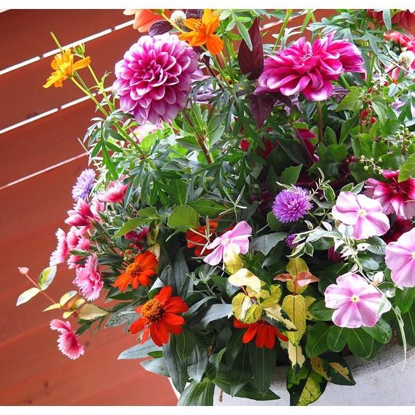 秋のギャザリング寄せ植え flower（ファッション） 限定4鉢限り 送料無料 秋の