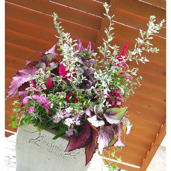 秋のギャザリング寄せ植え flower（ファッション） 限定3鉢限り 送料無料 秋の