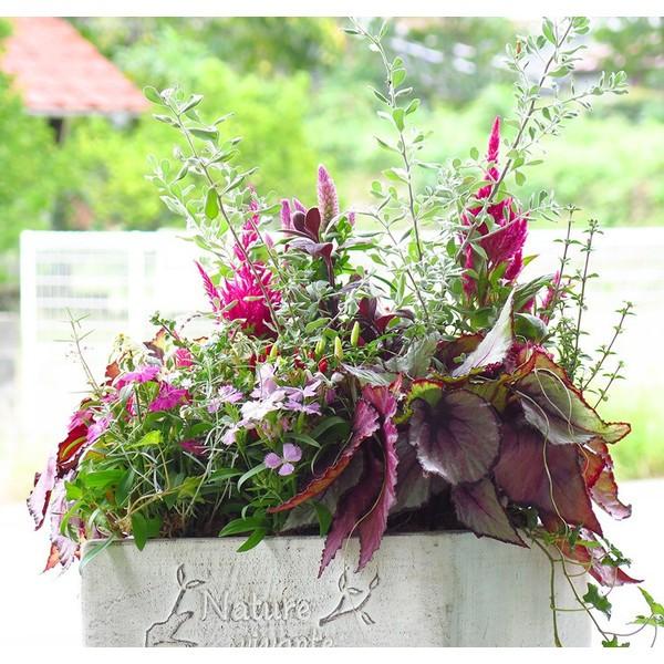 秋のギャザリング寄せ植え flower（ファッション） 限定4鉢限り 送料無料 秋の