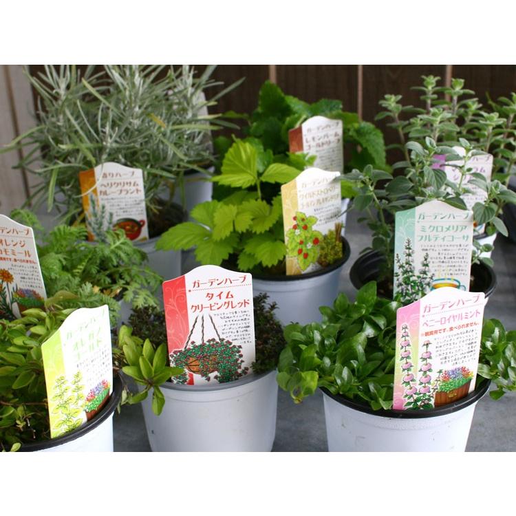 新品未使用【ル・クルーゼ】ハーブプランター コットン＆グレー13cm2個セット 新品未使用【ル・クルーゼ】ハーブプランター コットン＆グレー