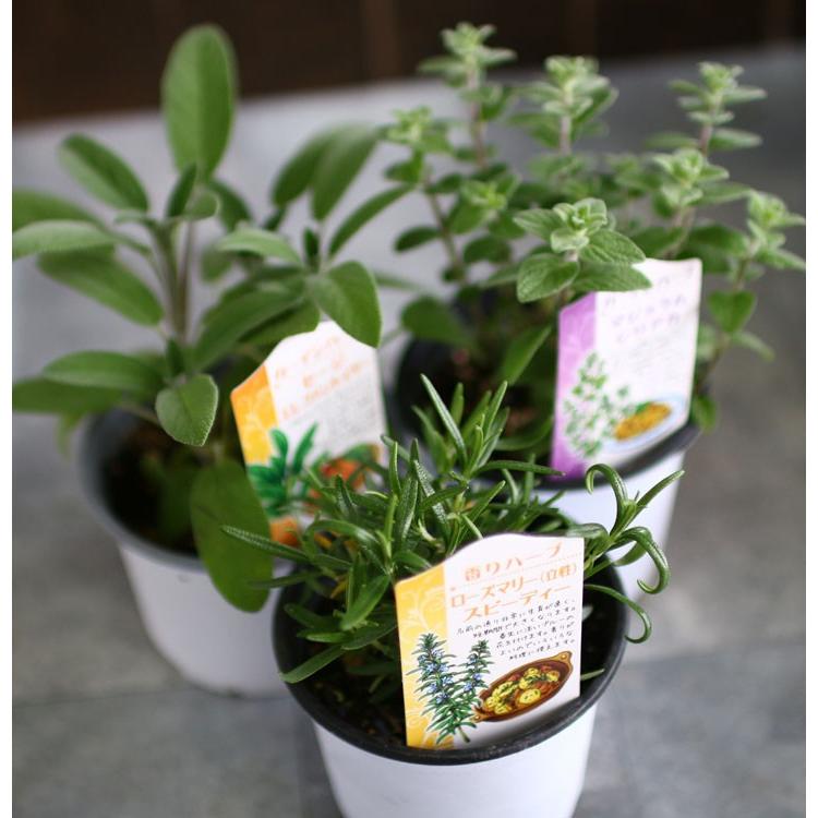 flower（ファッション） ハーブ 苗ガーデンハーブ 全17種類 1