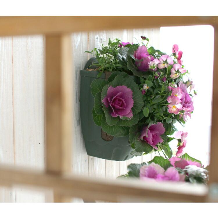 寄せ植え　多色葉ハンギング (スタンド付)　ハンギングバスケット　B 多肉のハンギングバスケット #多肉植物 #多肉 #多肉植物寄せ植え