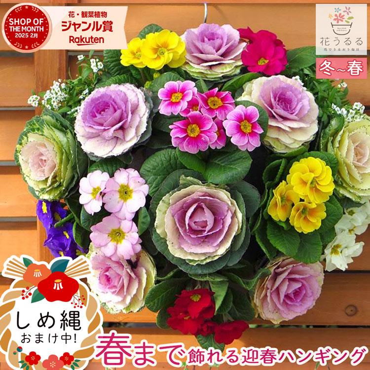 お正月飾りに 送料無料 葉牡丹 ハボタン のハンギング寄せ植え シエン フルール 正月 飾り 玄関 花 モダン しめ縄 お歳暮 門松 Habotan Sien08 花うるる ハンギング 寄せ植え通販 通販 Yahoo ショッピング
