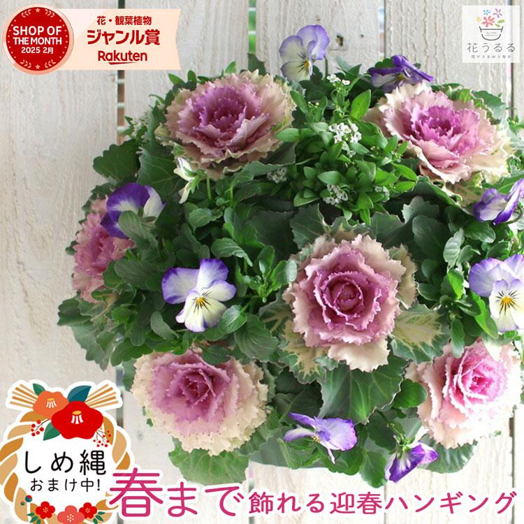 12/28(日)正午まで年内発送受付／正月飾り 葉ボタンのハンギング