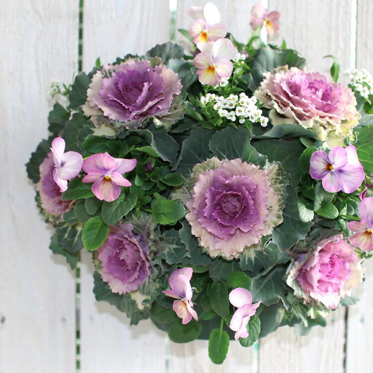 迎春売り尽くし／葉ボタンのハンギングバスケット寄せ植え[桃] M