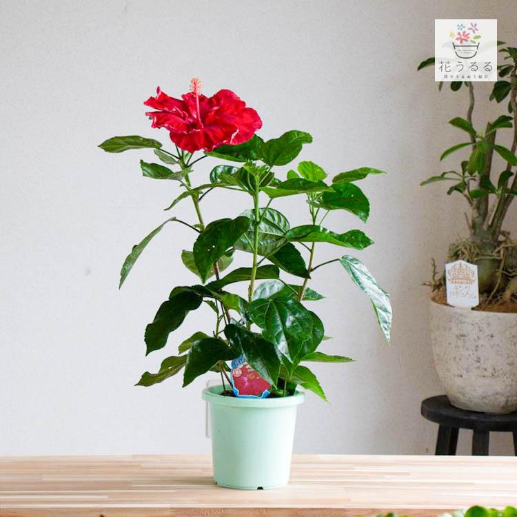 flower ハイビスカス 大輪 鉢植え[ベニチドリ] (5号鉢・高さ約40〜50cm