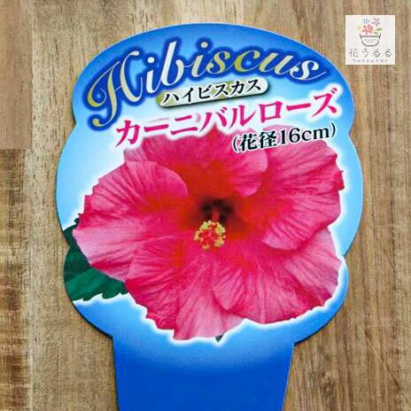 ハイビスカス 大輪 鉢植え[カーニバル (3色から)] (5号鉢・高さ約40