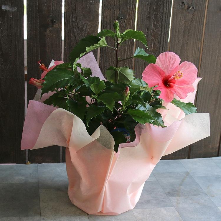 ハイビスカス 鉢植え[マジカル ピンク] (5号鉢・高さ約50cm前後