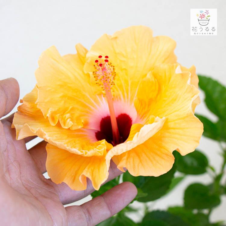flower ハイビスカス鉢植え 中輪[サマーブリーズ ”マンダリンウィンド
