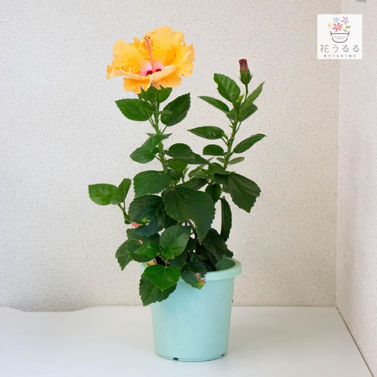 flower ハイビスカス鉢植え 中輪[サマーブリーズ ”マンダリンウィンド