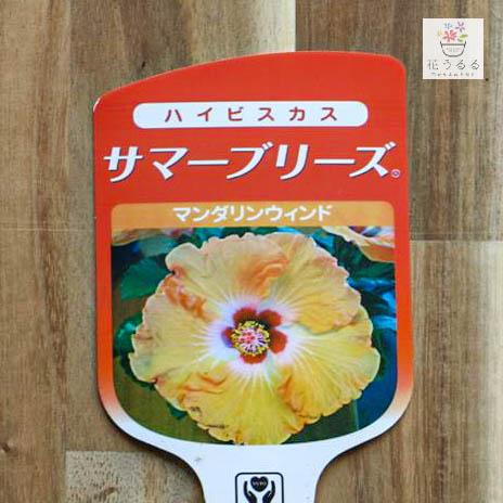 flower ハイビスカス鉢植え 中輪[サマーブリーズ ”マンダリンウィンド