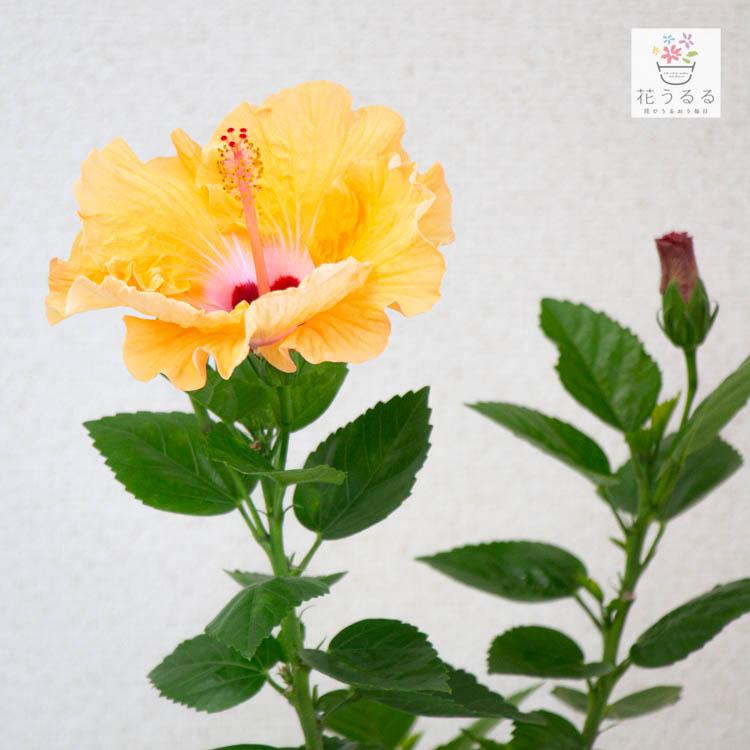 flower ハイビスカス鉢植え 中輪[サマーブリーズ ”マンダリンウィンド