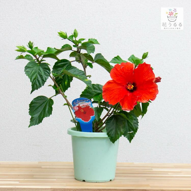 黄瓷輪花鉢 (未使用 新品同様) 黄瓷輪花鉢 (未使用 新品同様)