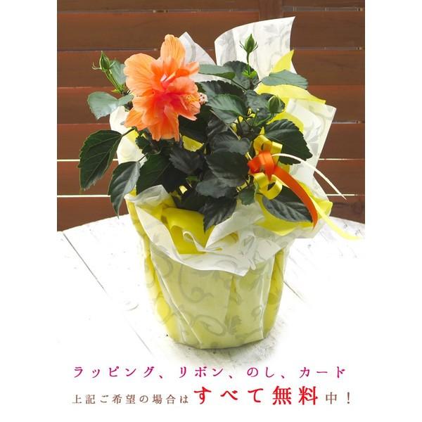 数量限定販売 珍しい八重咲きタイプのハイビスカス鉢植え オレンジサニー 八重咲き ５号鉢 高さ約35ｃｍ Haibiskas Orenjisani 花うるる ハンギング 寄せ植え通販 通販 Yahoo ショッピング
