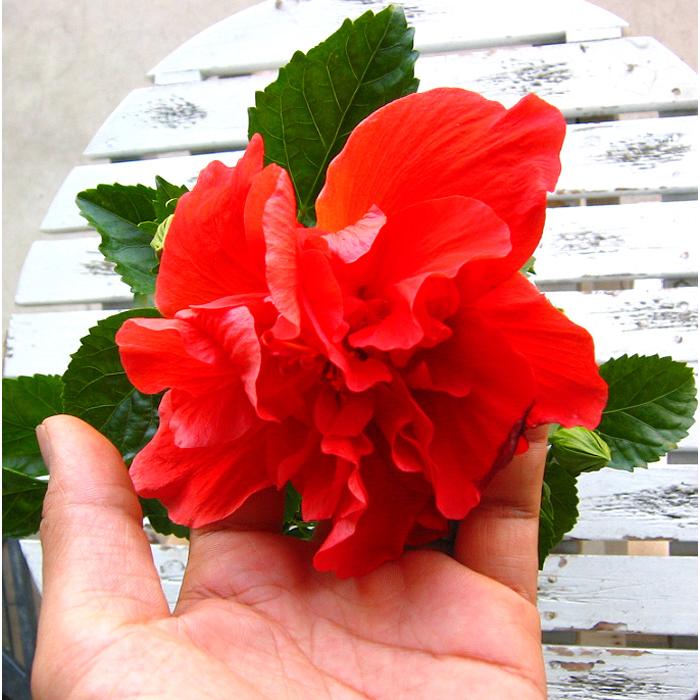 珍しい 八重咲き ／ ハイビスカス 鉢植え『レッドムーン』(5号鉢 高さ