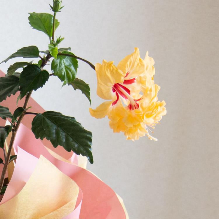 人気のレア品種』ハイビスカス 鉢植え[レモンフラミンゴ]（(5号鉢・高