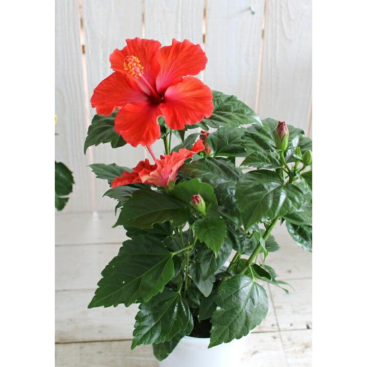 flower ハイビスカス 鉢植え[サマーレッド] (5号鉢・高さ約50cm前後